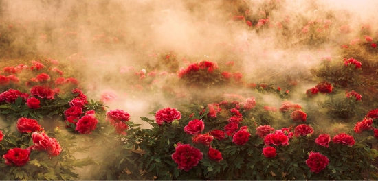 （菏澤市曹州牡丹園。圖片來源：菏澤市攝影家協會《牡丹之歌》）